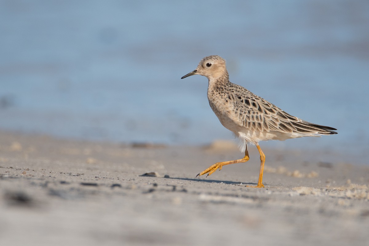 Buff-breasted Sandpiper - ML527660511