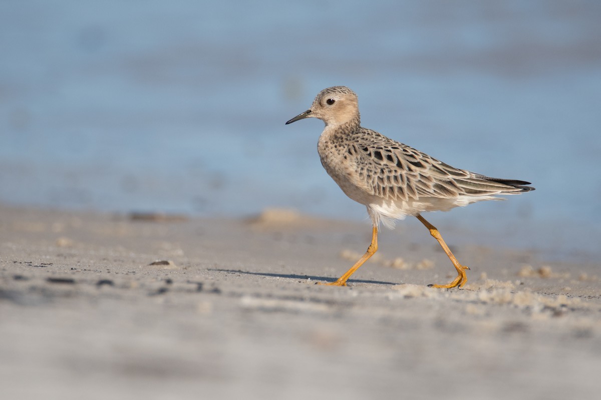 Buff-breasted Sandpiper - ML527660521