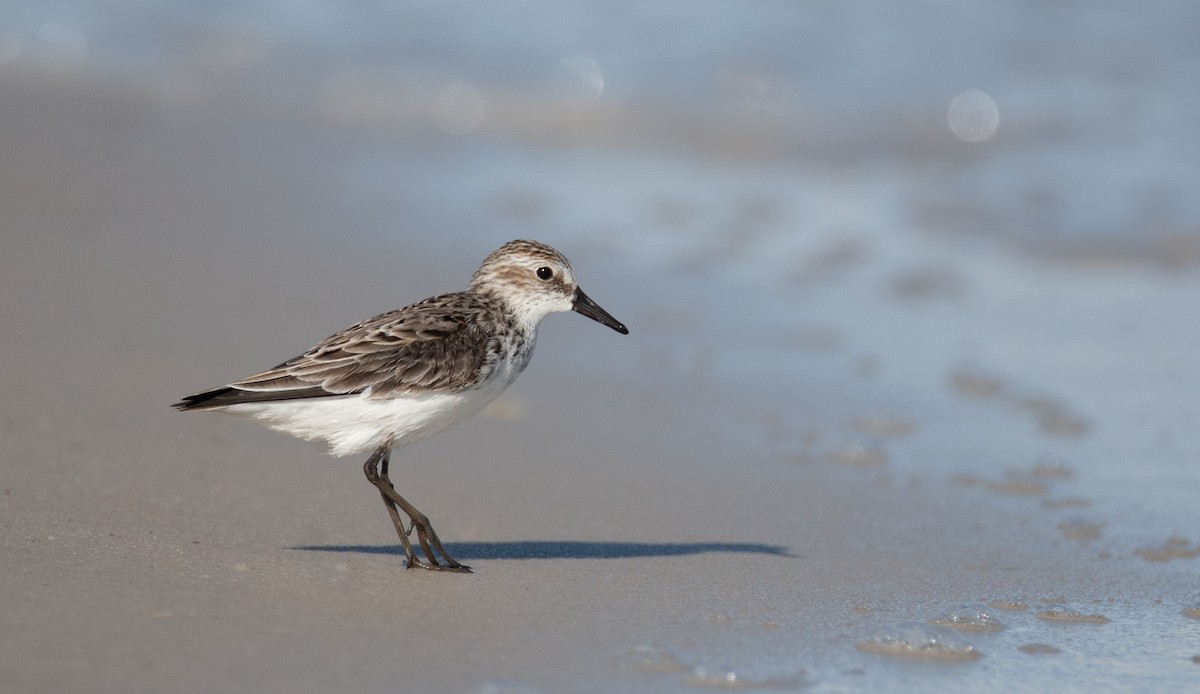 Semipalmated Sandpiper - Levi Plummer