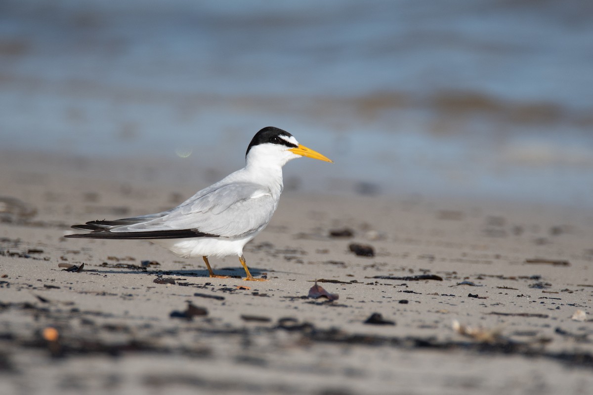 Least Tern - ML527660611