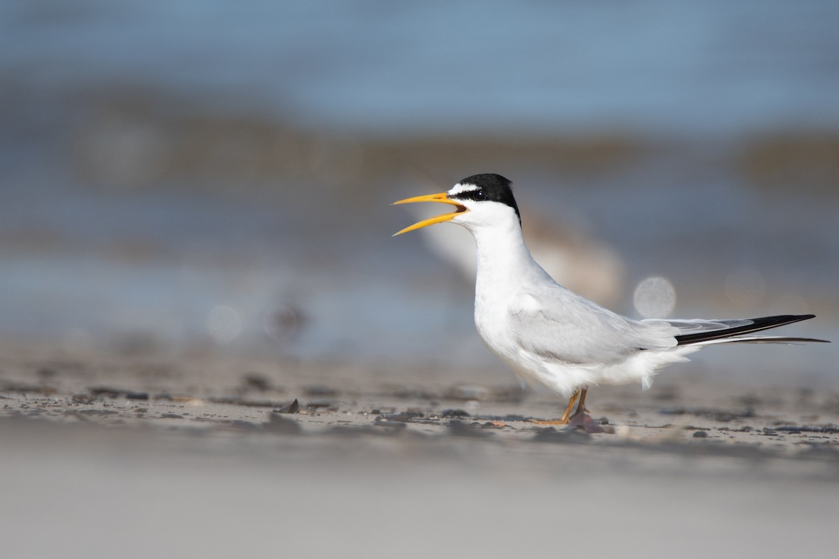 Least Tern - ML527660621