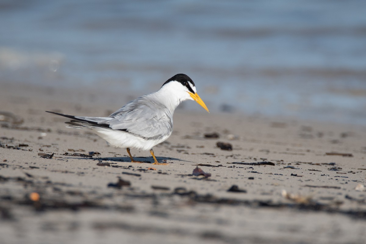 Least Tern - ML527660631