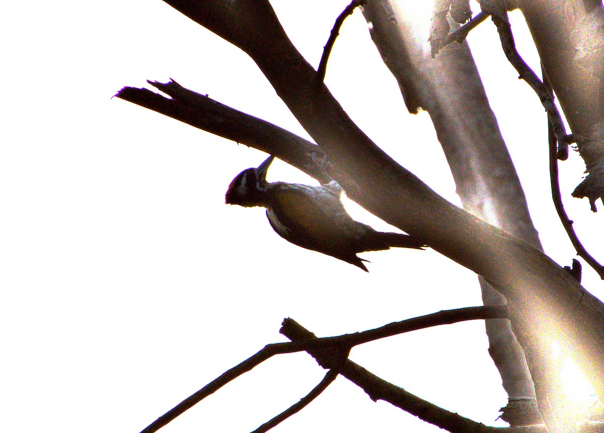White-naped Woodpecker - ML527660691