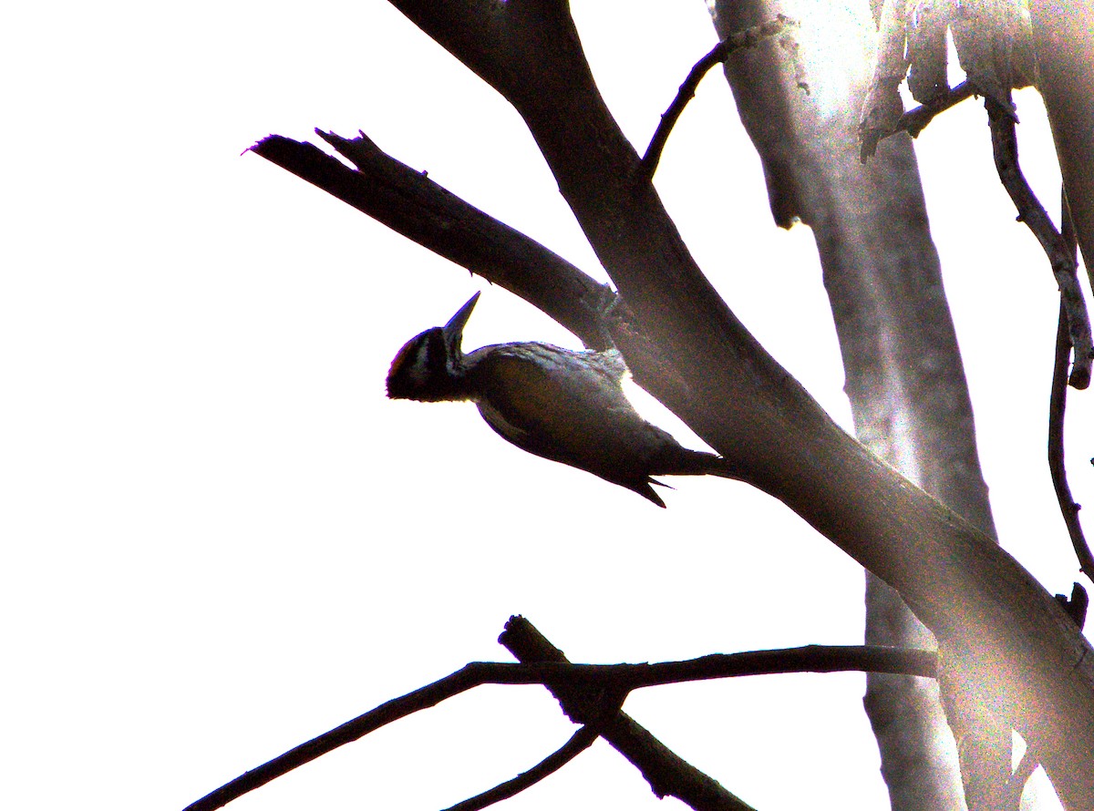 White-naped Woodpecker - ML527660701