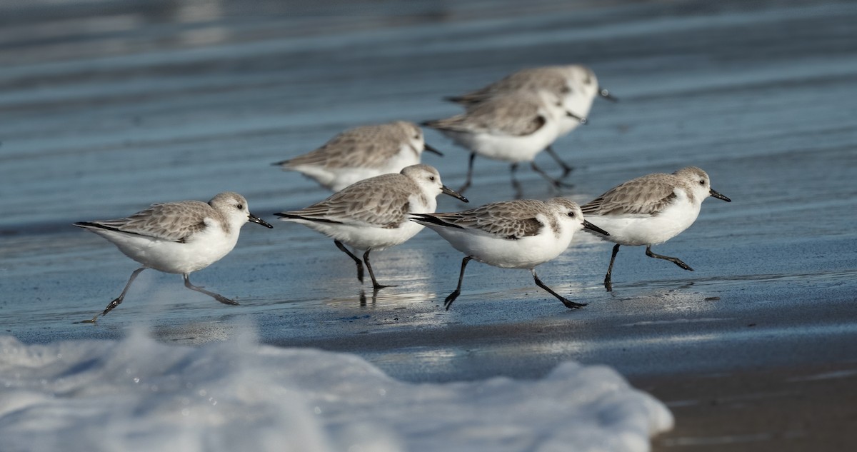 Гурвалж элсэг - ML527660741