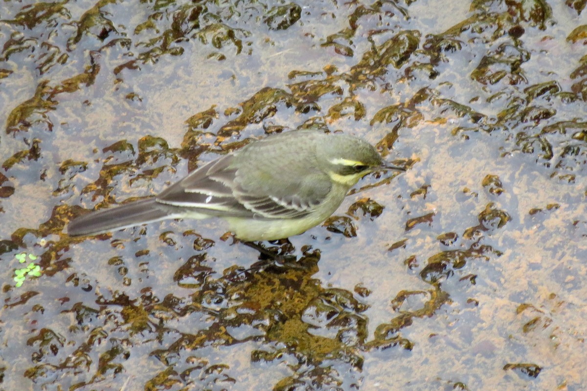 Eastern Yellow Wagtail - Chia-Chi Lin