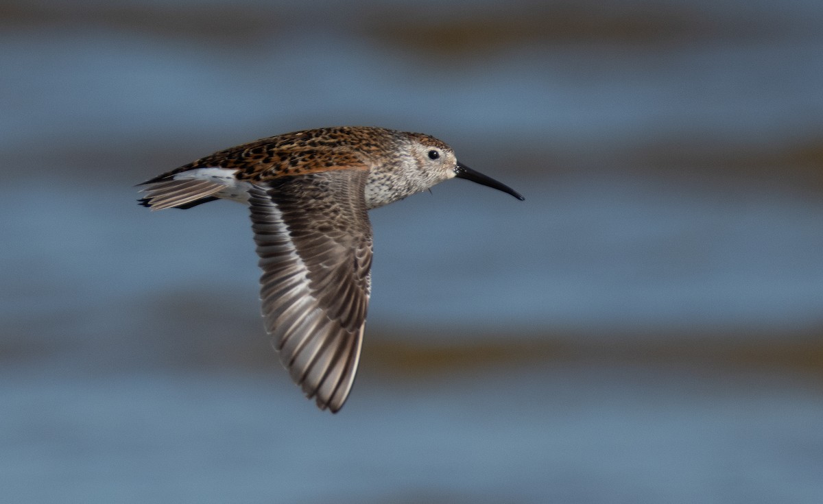 Dunlin - ML527660801