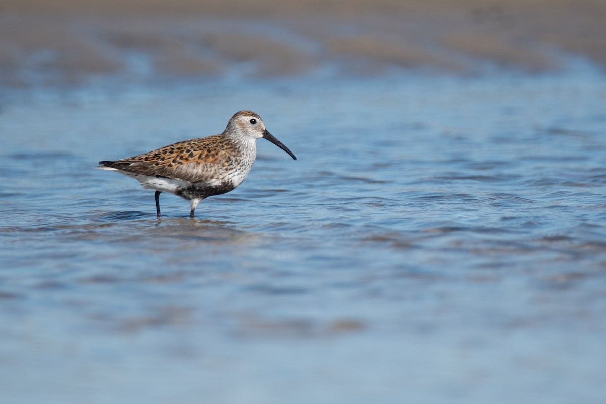 Dunlin - ML527660811