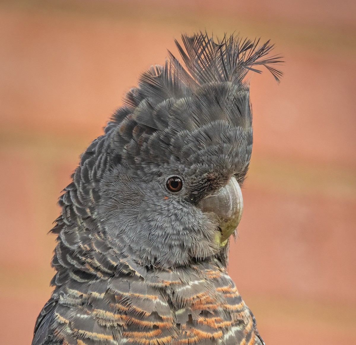 Gang-gang Cockatoo - ML527660881