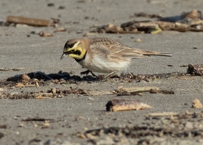 Horned Lark - ML527660901