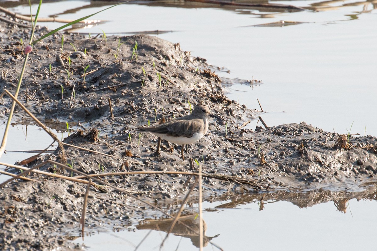 Temminck's Stint - Songpon Sungngam