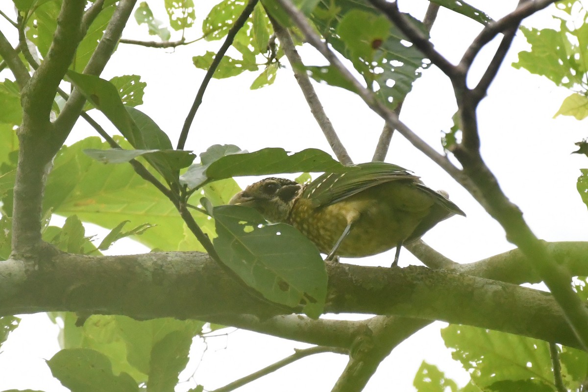 Black-eared Catbird - ML527663381