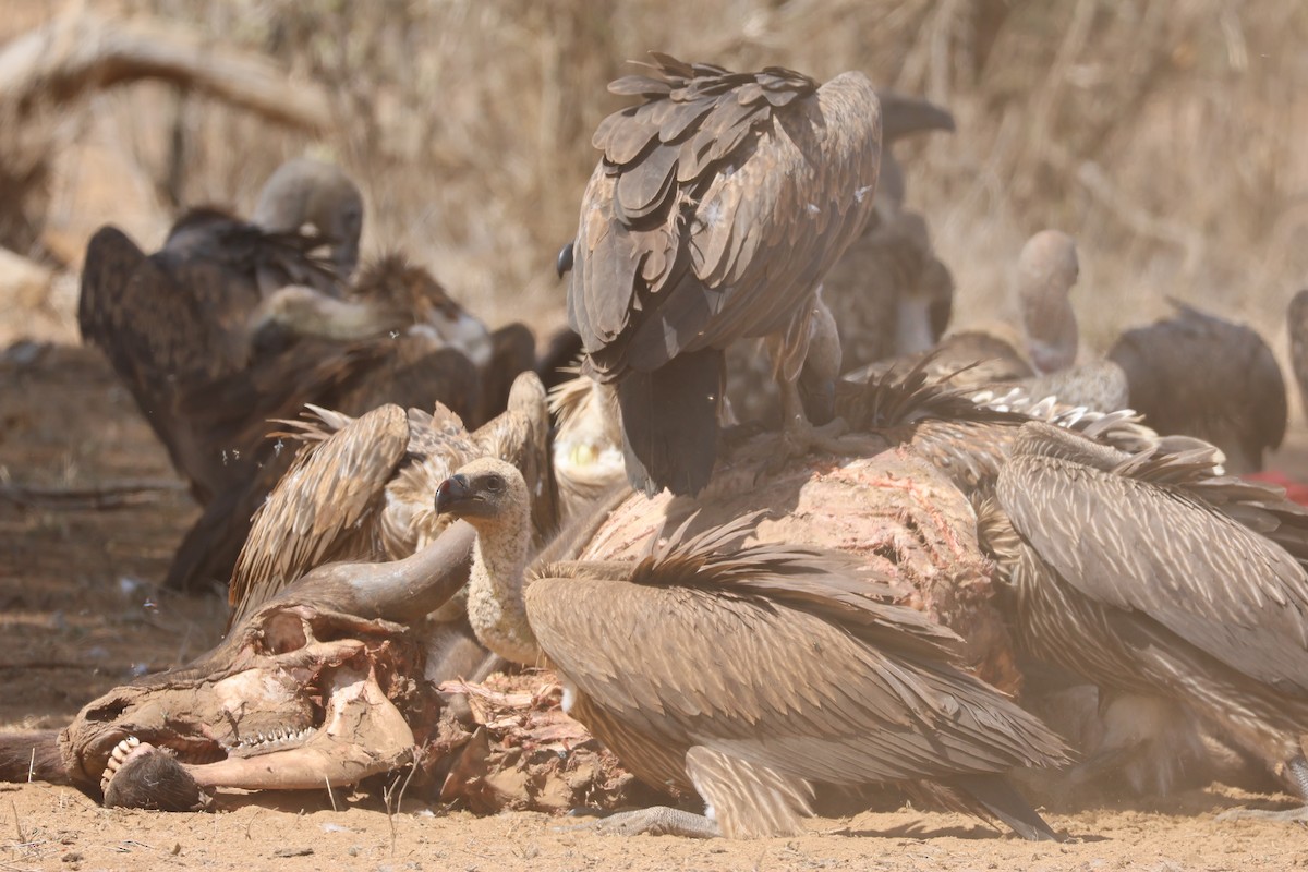 White-backed Vulture - ML527663441