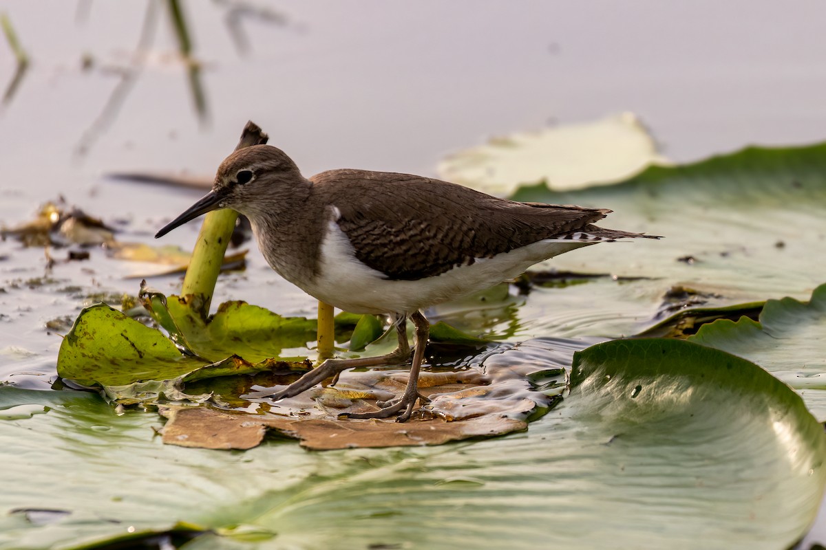 Common Sandpiper - ML527663811