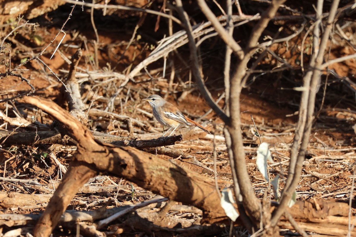 Red-backed Scrub-Robin - ML527663821