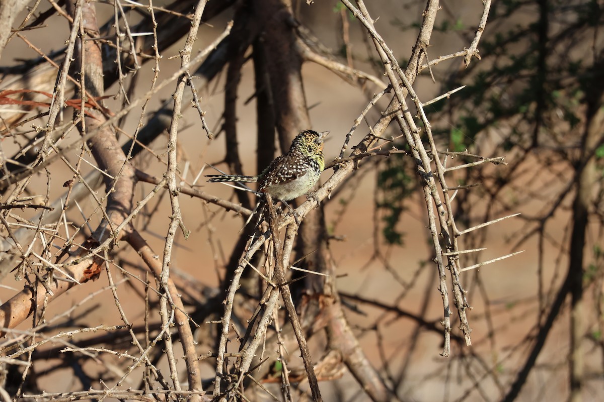 D'Arnaud's Barbet - ML527663991