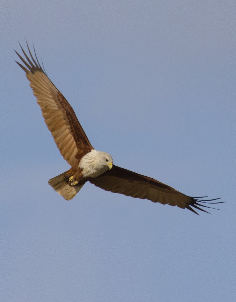 Brahminy Kite - Mohamad javad Rostami ahmadvandi