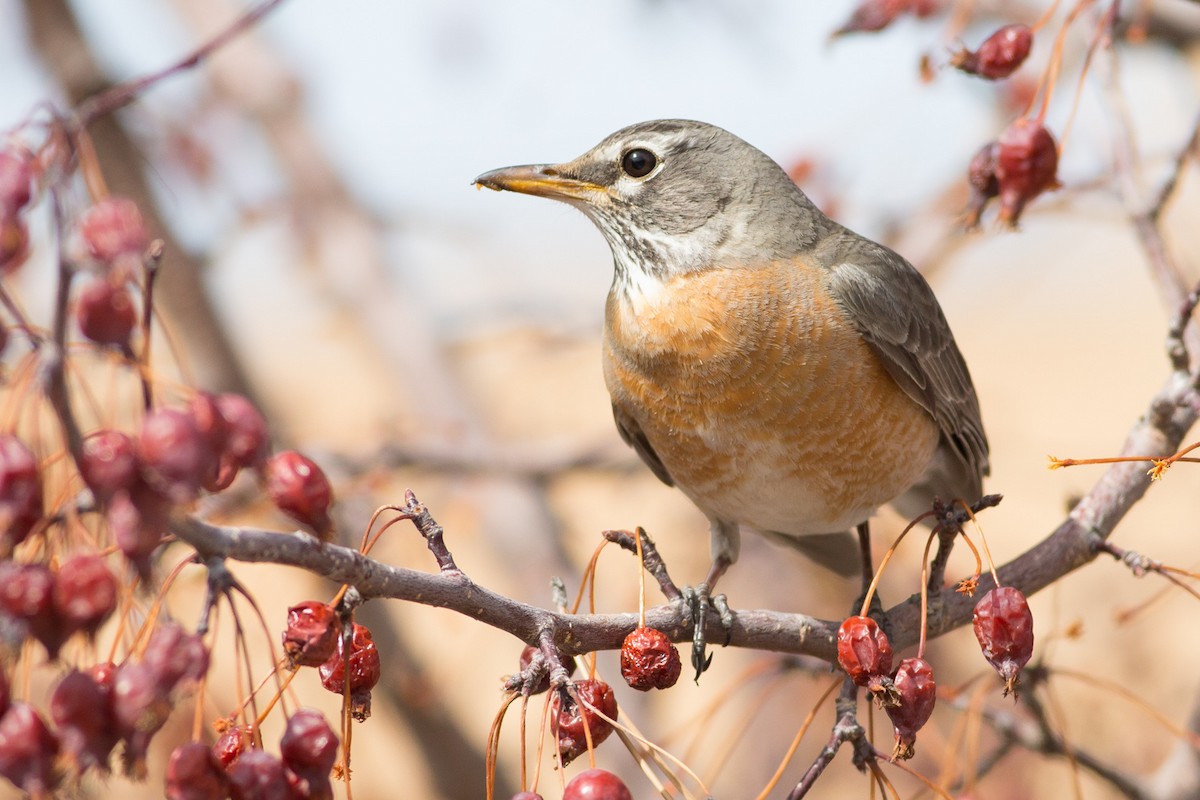 American Robin - ML52766441