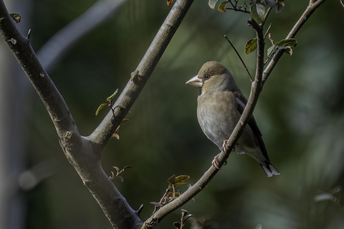 Hawfinch - ML527664611