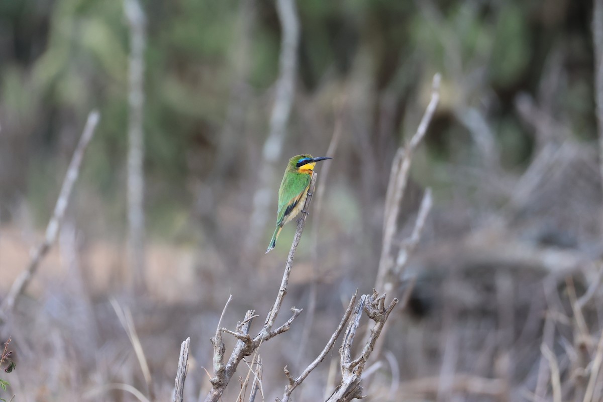 Little Bee-eater - Jas Allnutt