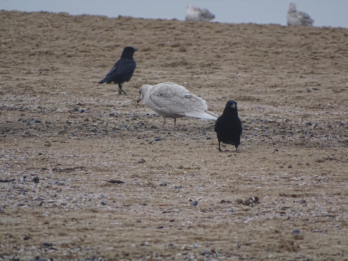 Gaviota Groenlandesa - ML527665521