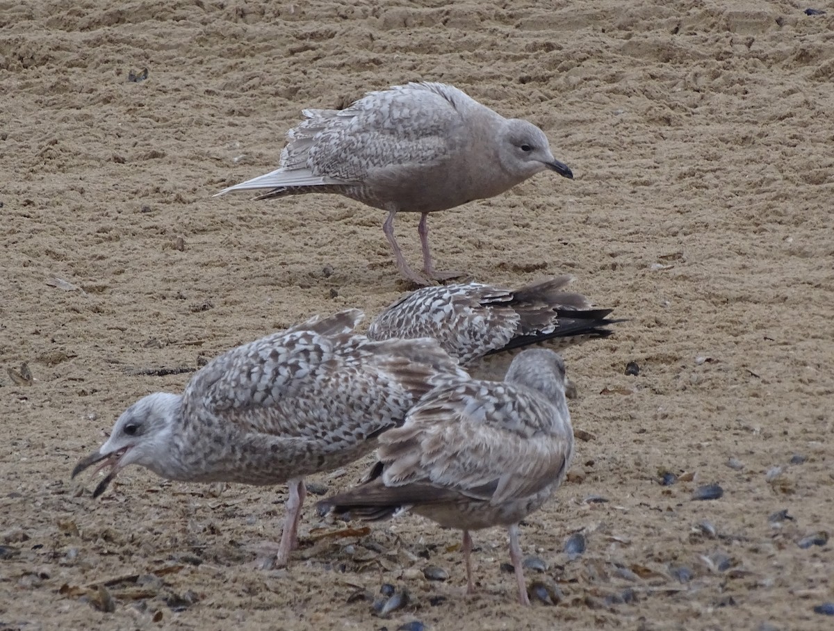 Goéland arctique - ML527665561