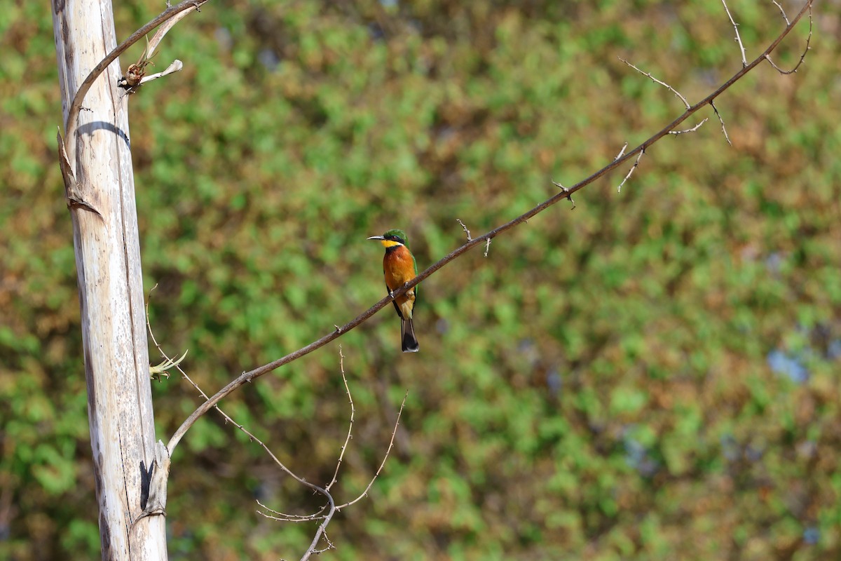 Cinnamon-chested Bee-eater - Jas Allnutt