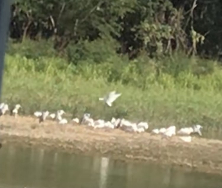 Black-faced Spoonbill - ML527665821