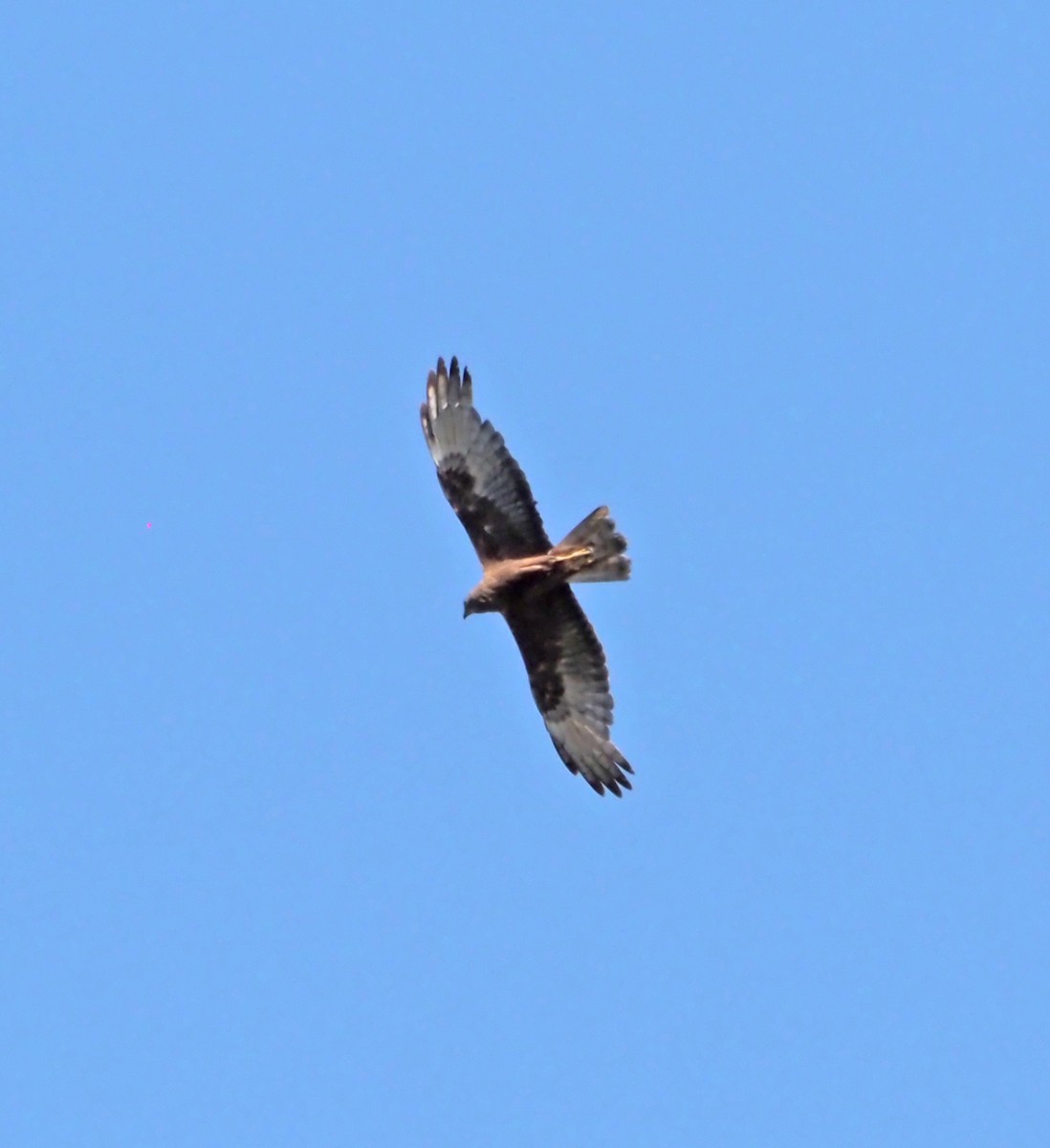 Swamp Harrier - ML527666261