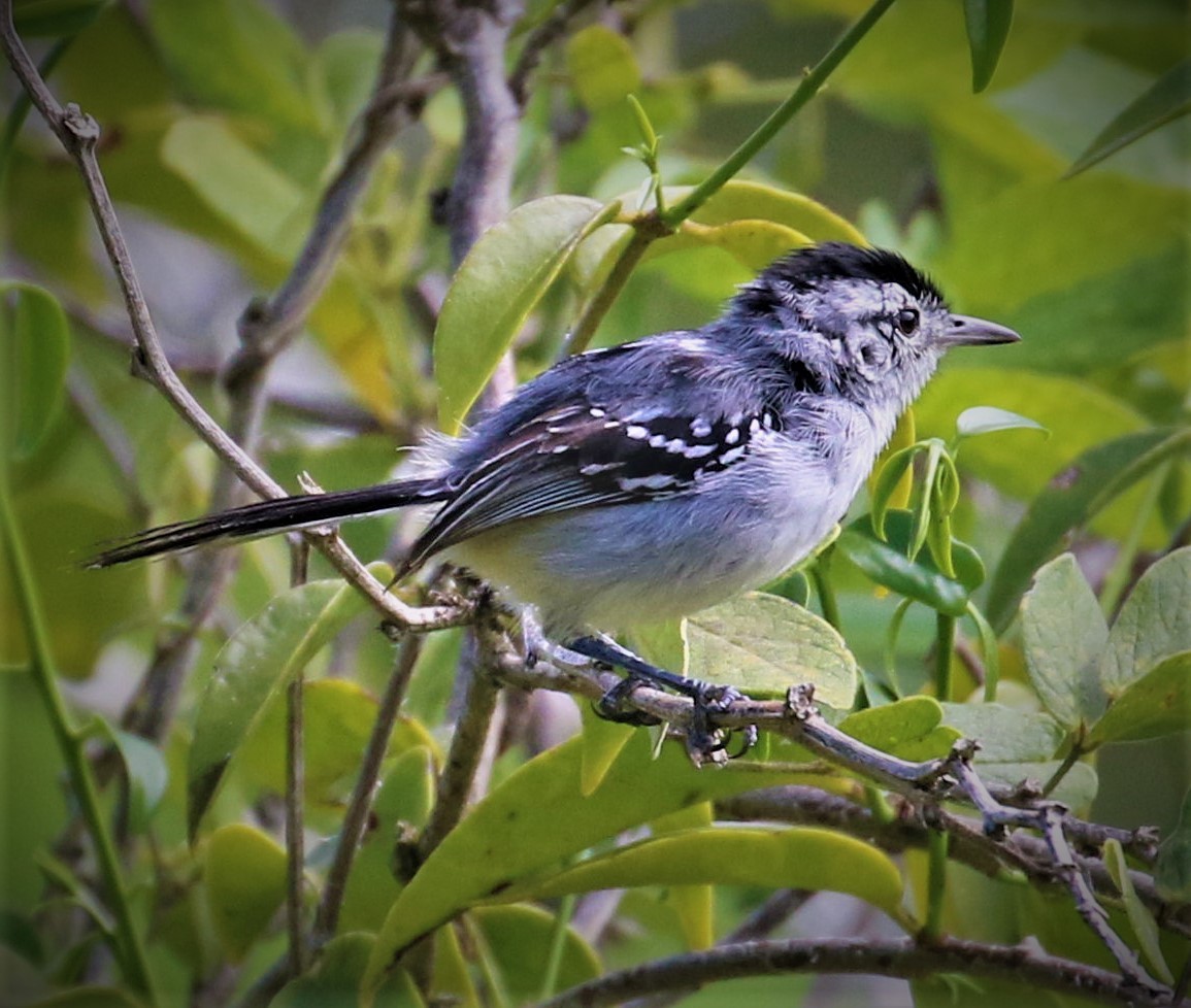 eBird Checklist - 15 Jan 2023 - Serra do Arrepio - 28 species