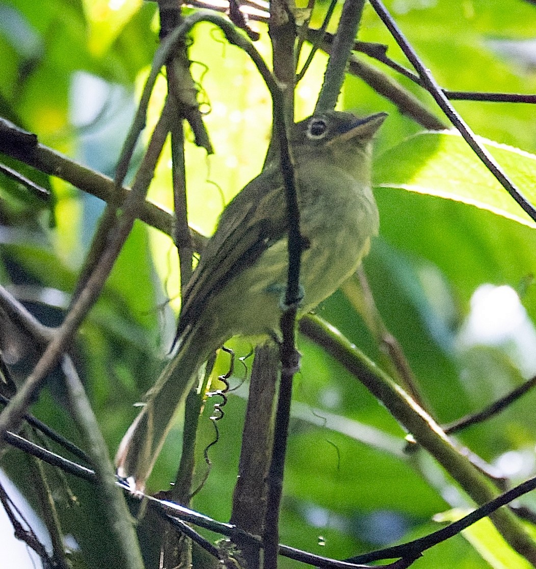 Eastern Olivaceous Flatbill - ML527667211