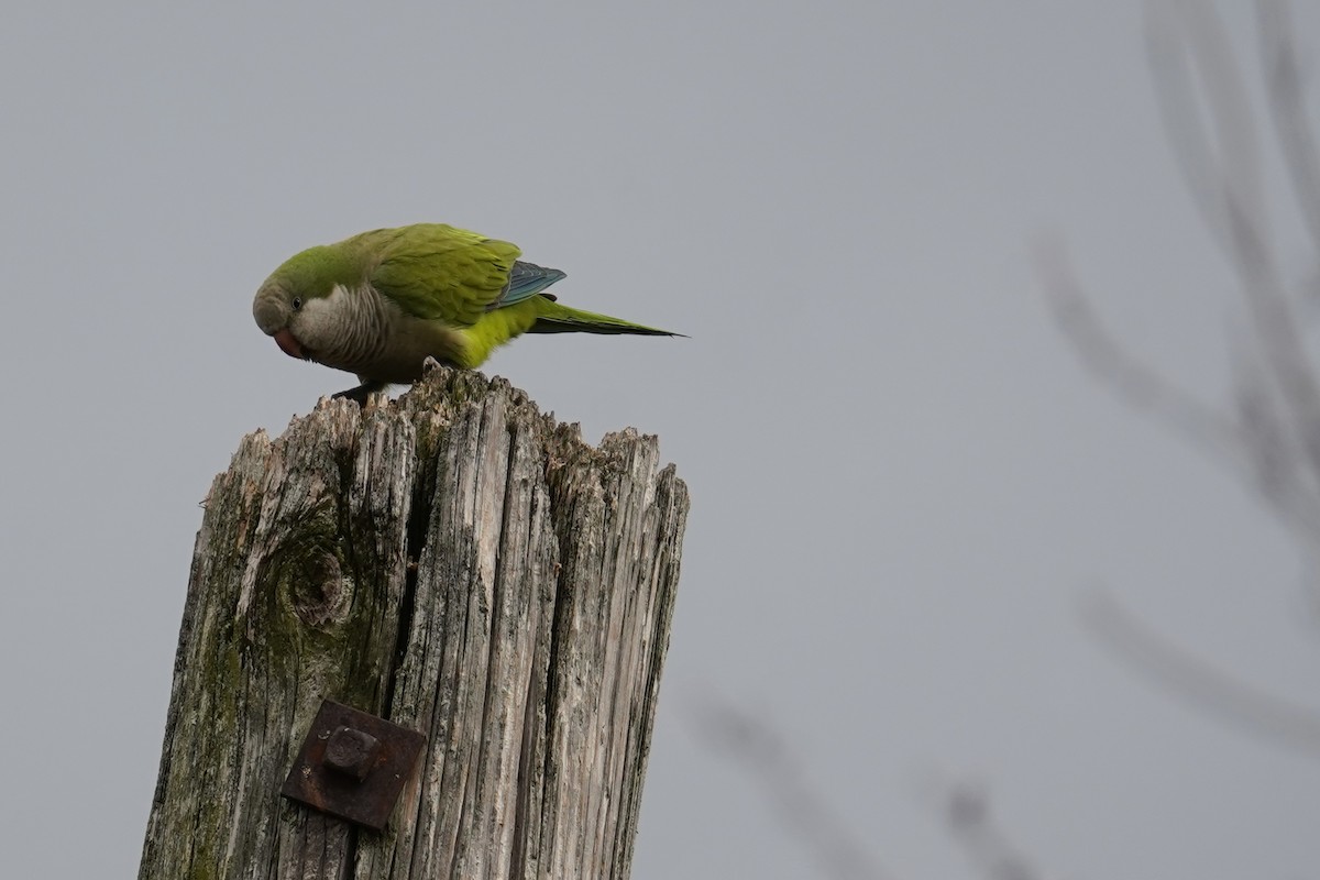 Monk Parakeet - ML527667401