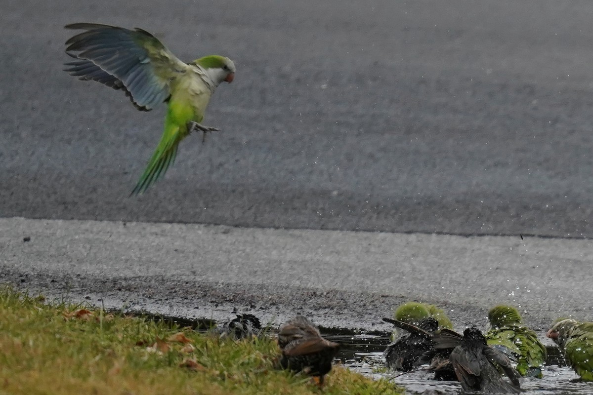 Monk Parakeet - ML527667421