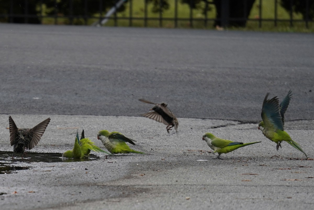 Monk Parakeet - ML527667431