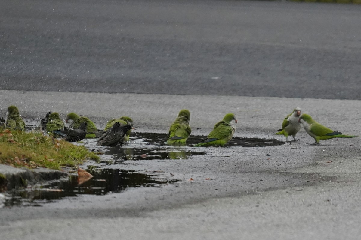 Monk Parakeet - ML527667441