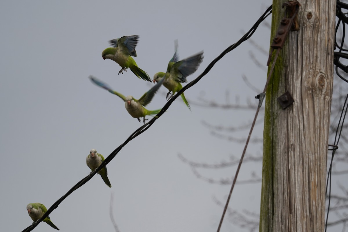 Monk Parakeet - ML527667451