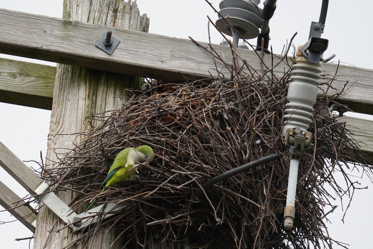 Monk Parakeet - ML527667461