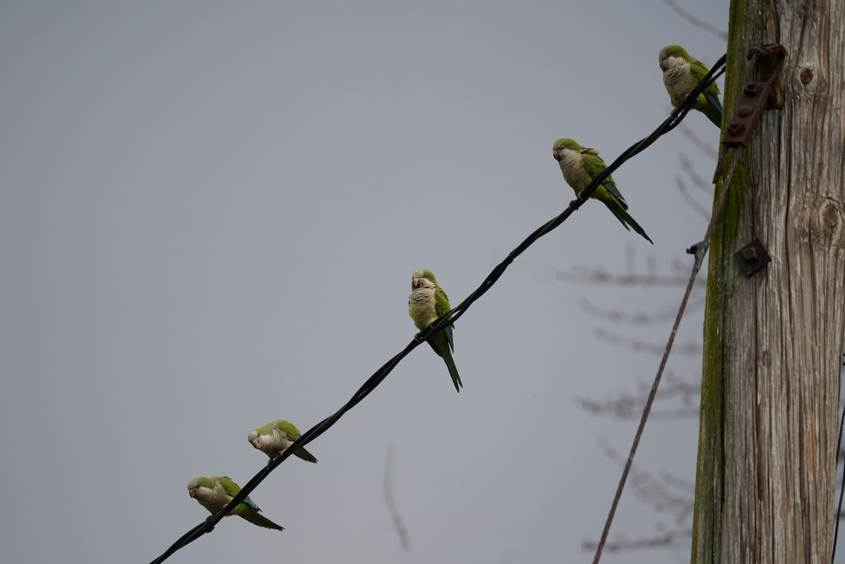 Monk Parakeet - ML527667471