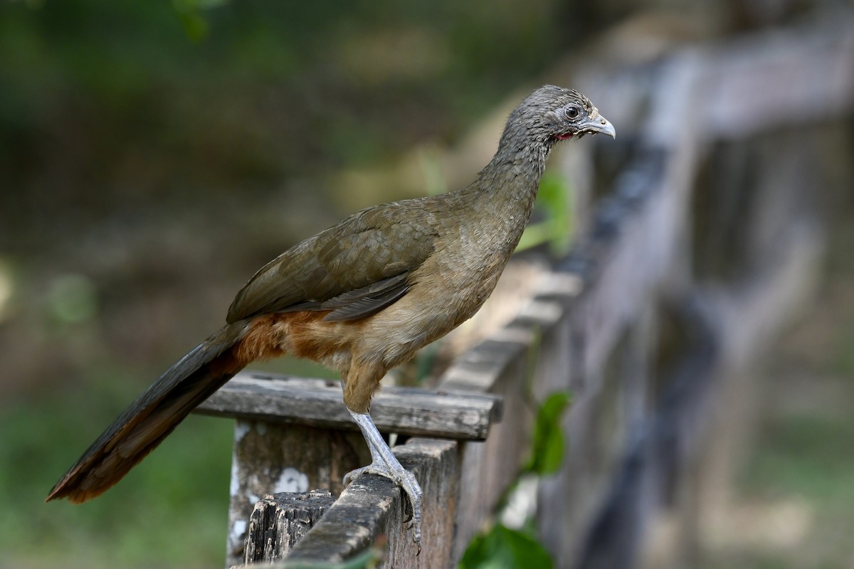 Rufous-vented Chachalaca - ML527667891