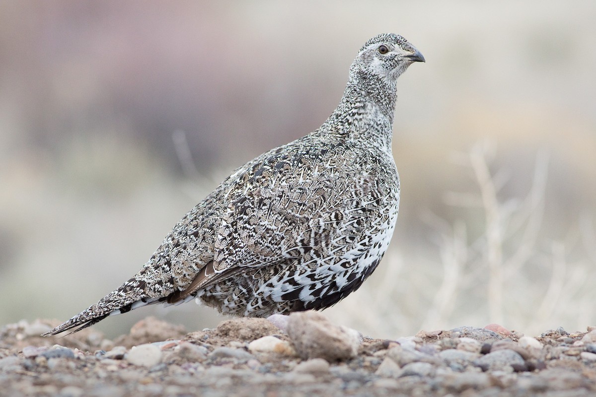 Greater Sage-Grouse - Darren Clark