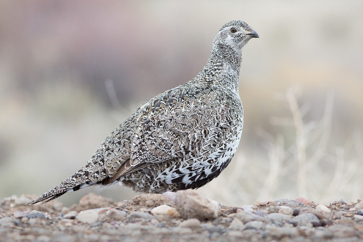 Greater Sage-Grouse - ML52766801