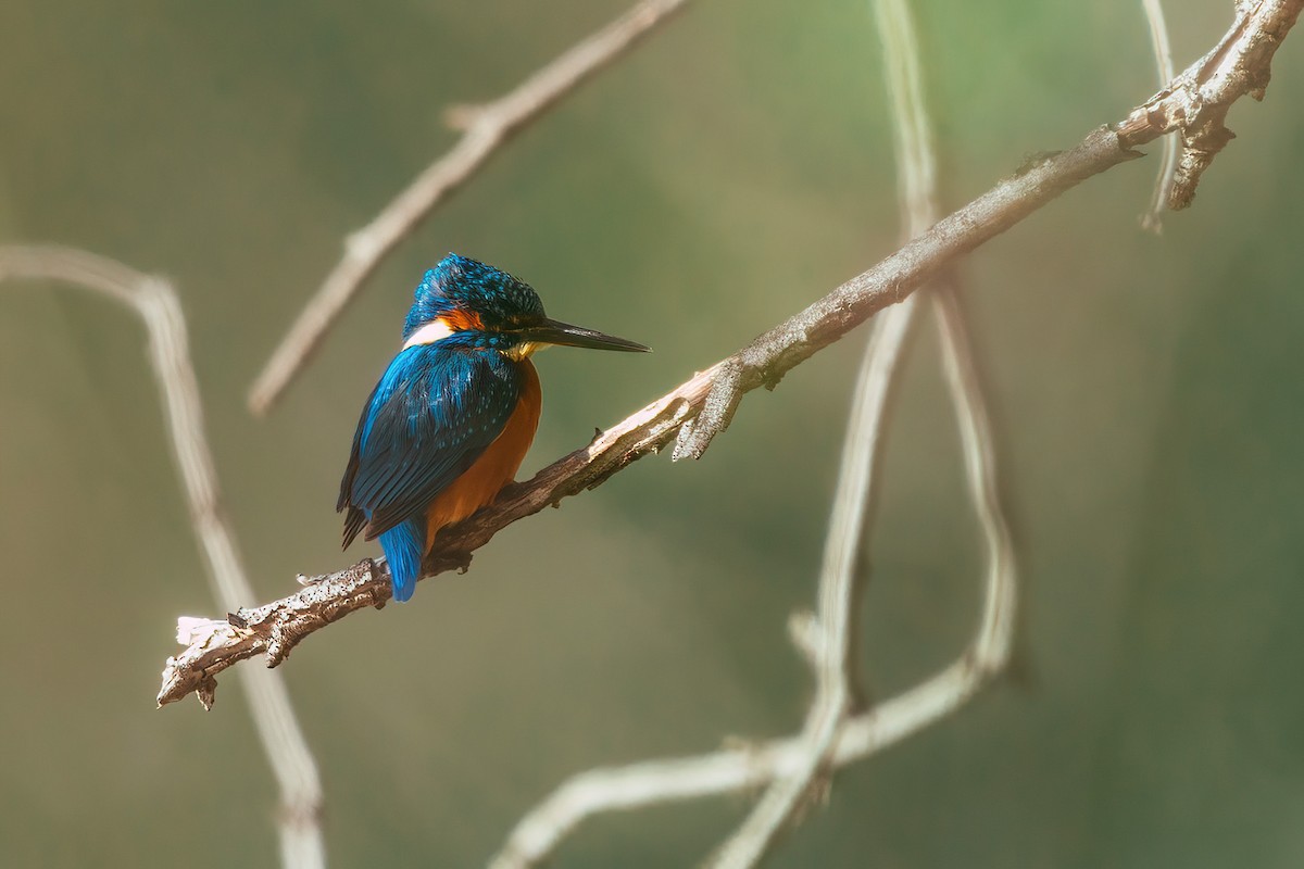 Common Kingfisher - Javier Alhambra García