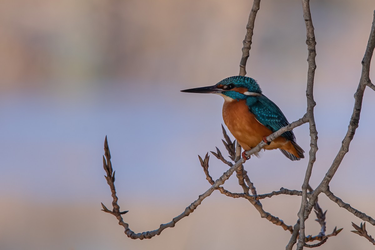 Common Kingfisher - ML527668681