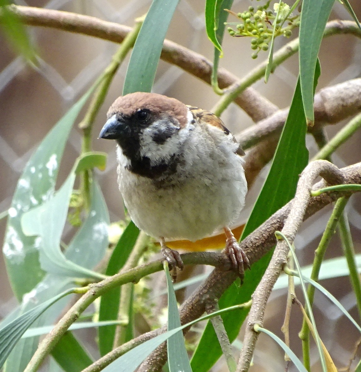 Eurasian Tree Sparrow - Tom May