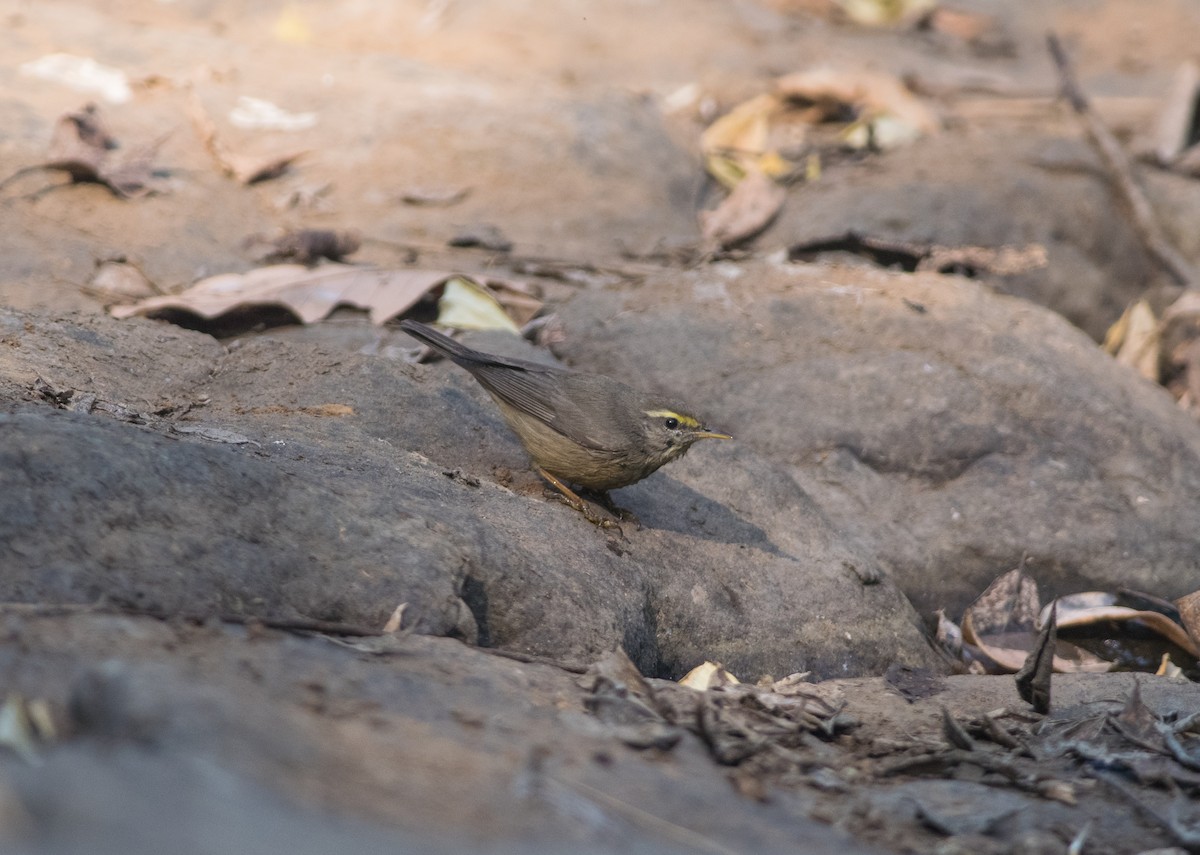 Sulphur-bellied Warbler - ML527669761