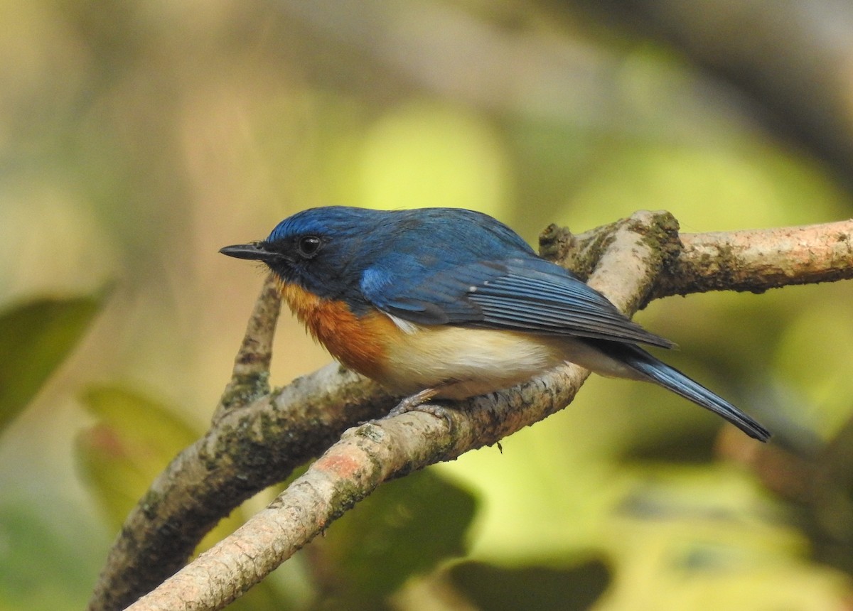 Tickell's Blue Flycatcher - ashish salgaonkar