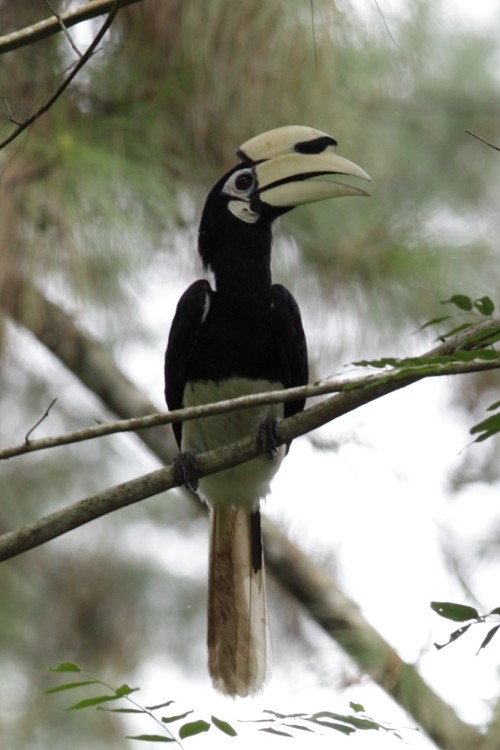 Oriental Pied-Hornbill - ML527669811