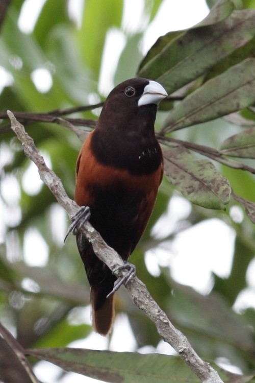 Chestnut Munia - ML527669891