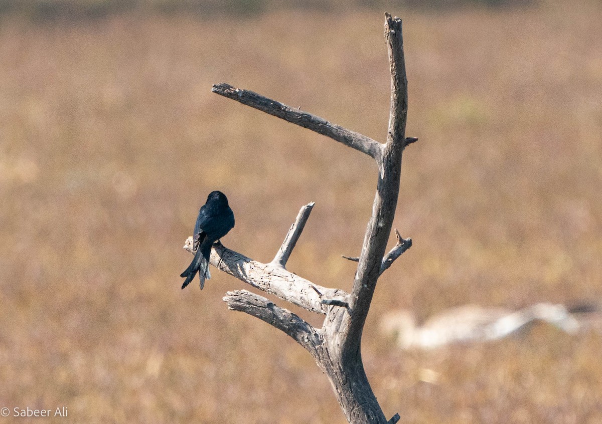 Black Drongo - ML527670181