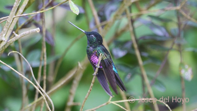 Blue-throated Starfrontlet - ML527670381